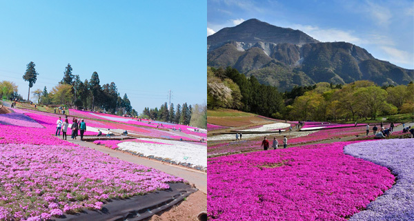 【日本好去處】關東地區3大芝櫻祭之一 秩父羊山公園芝櫻之丘