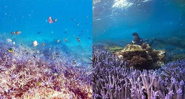 【台灣美景】澎湖「海底薰衣草森林」超唯美夢幻紫色鹿角珊瑚群