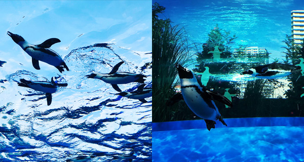 【日本好去處】東京池袋鬧市中嘅Sunshine City水族館 全球首創「天空企鵝」!