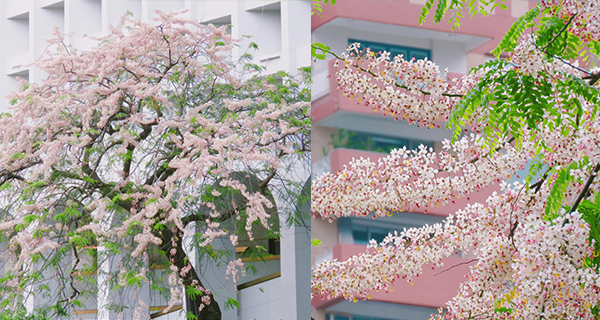 【中環賞花2023】節果決明古樹盛開,賞花打卡好去處!