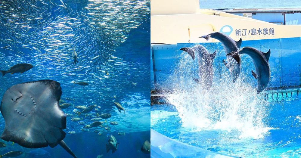 【日本好去處】鎌倉人氣必到景點新江之島水族館!東京近郊探索迷人水底世界
