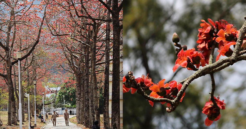 【香港賞花2024】元朗石崗必影盛開火紅木棉花！附賞花地址及交通