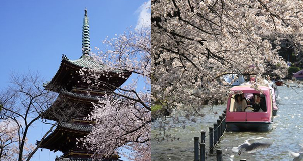 【日本好去處】東京上野櫻花祭！3月14日起舉辦+夜間點燈